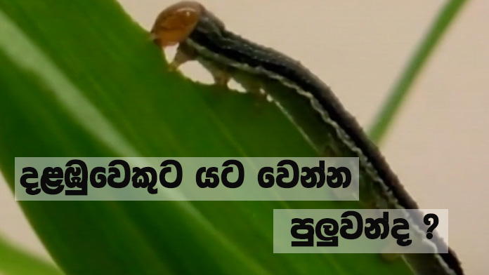 Doramadalawa – 2019-01-28