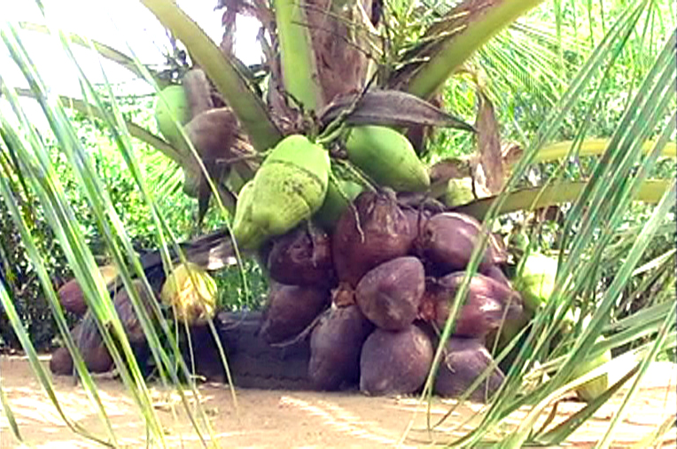 Atapattama – 2012-08-29